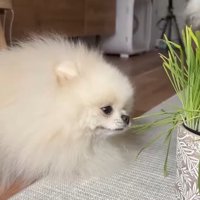 ポテチくんが食べる姿