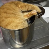 体を回す猫