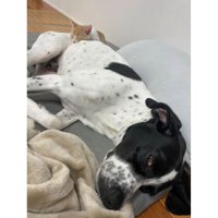 猫と犬
