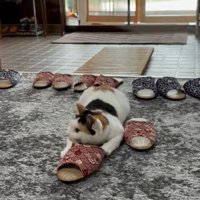 向かって左を見る猫