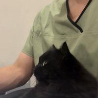 仕事中の飼い主の足の上に乗るミックス猫