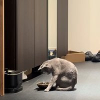 お皿の真横に左前足を置いているお座りをした猫