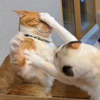 茶色い猫にパンチする三毛猫