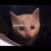 キャリーの中の子猫
