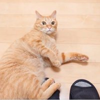 飼い主を見つめる猫