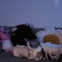 ソファで起きあがろうとするミヌエット