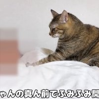 人の体の上に座る猫（父ちゃんの真ん前でふみふみ開始（笑））