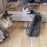 2匹の猫とガラスの向こうの子猫