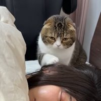 女性の後頭部をホリホリする猫