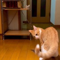 しっぽを見る猫