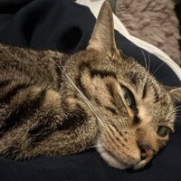 くつろいでいる猫