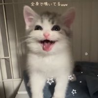 ケージの中で鳴く子猫