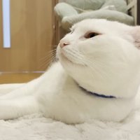 ラグの上