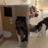 段ボールハウスの中に入ろうとしている猫とそれを見ている猫