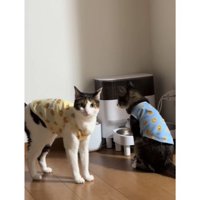 給餌器前の猫