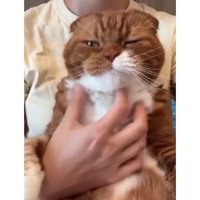 抱かれている猫