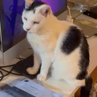 キーボードの上に前足を乗せる猫