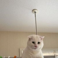 洗濯物と猫