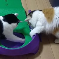 ボールをホールの中から押し出す白黒猫