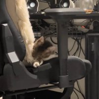 再びクッションで遊ぶ猫