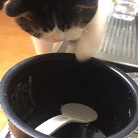 炊飯器の釜の中を見ながら左前足を上げている猫