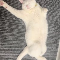 寝る猫