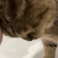 頭突きして撫でてもらうみにらくん 