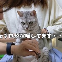 前を見ている猫