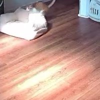 見守りカメラに映る猫