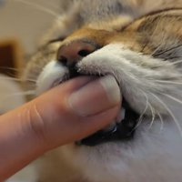 指をしゃぶる猫