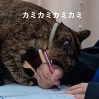 服を噛む猫