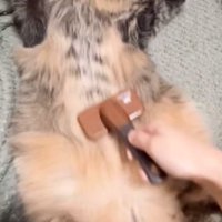 ブラッシングされている猫