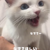 ママさんにナデナデを要求する子猫