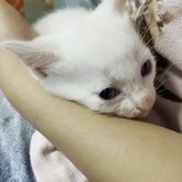 抱っこされる子猫