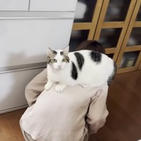 背中に猫ちゃんを乗せたまま冷蔵庫の前にしゃがみ込むママさん