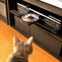 DVDレコーダーを見つめる猫
