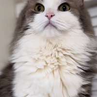 画面向かってやや左側を見つめる猫の上半身アップ