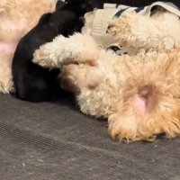 茶色の犬と寝る子猫