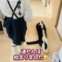 娘さんを通せんぼするハチワレ猫