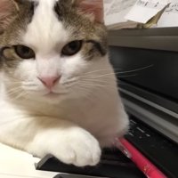 カメラ目線