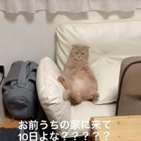 ソファの背もたれに寄りかかる猫