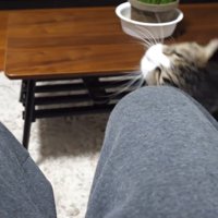 上を向きながら膝にスリッ