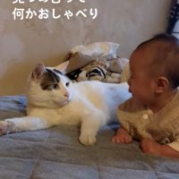 向かい合っている猫と赤ちゃん