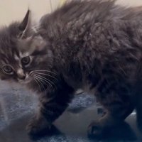 毛を逆立てる子猫