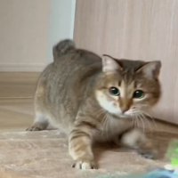 おもちゃを狙う猫