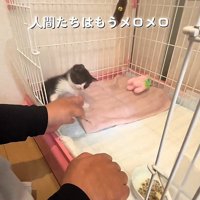 ケージの中の子猫