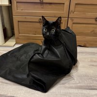 スーツカバーにはまってしまった黒猫