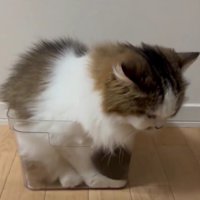 ケースに入る猫