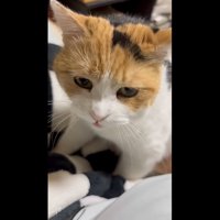 布団で鳴いている写真