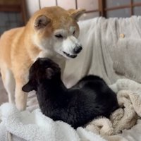 柴犬を舐める黒猫